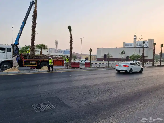 ابوياسين لبيع جميع انواع النخيل البلدي والواشنطن والفسيل 2