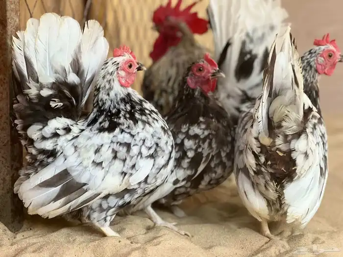 طقم جبانيز بوران فاخر 5