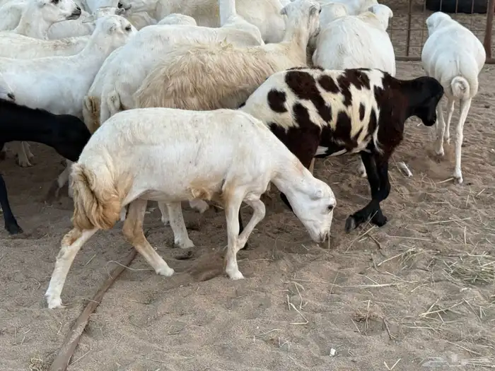 53 رخال رفيديات منوة القاني تبارك الرحمن 17