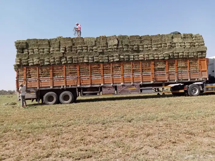 بلوبنك شد طيب 80-88 وزن 19-24 1