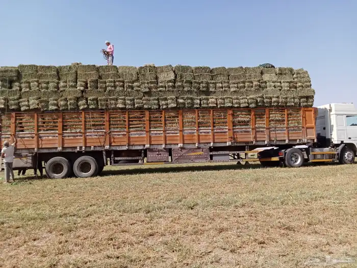 بلوبنك شد طيب 80-88 وزن 19-24 0