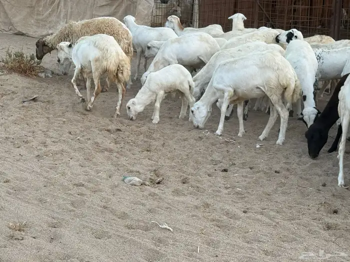 53 رخال رفيديات منوة القاني تبارك الرحمن 9