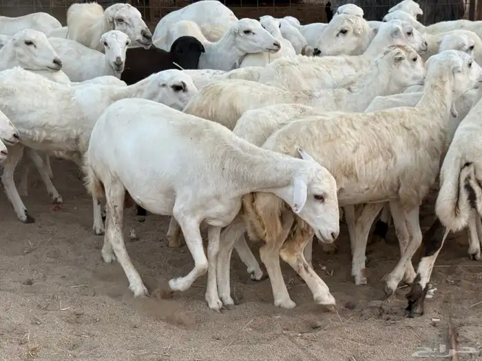 53 رخال رفيديات منوة القاني تبارك الرحمن 15