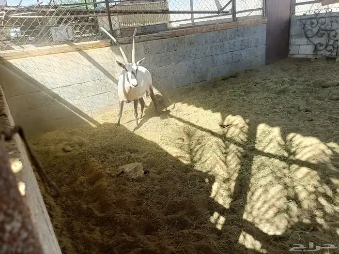 جوز مها عربي 1