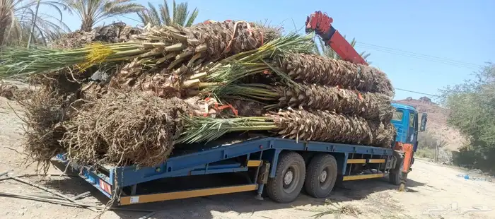 ونش للإيجار ( رافعه بوم ترك) 2