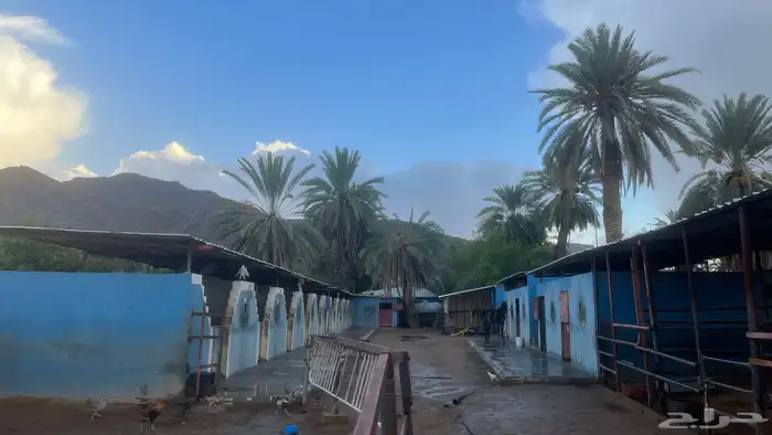 اسطبل للايجار 6