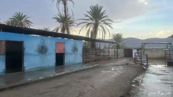 اسطبل للايجار 3