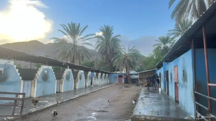 اسطبل للايجار 4