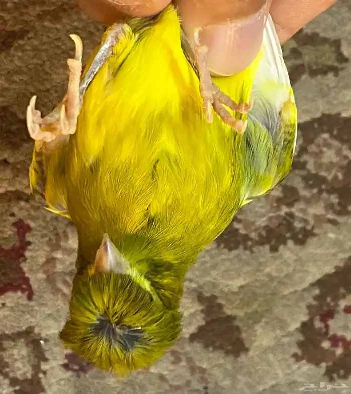 للبيع ذكر كناري كرست 0