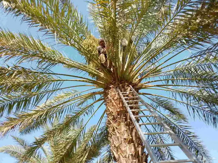 قص وتقليم وتكريب النخل وجميع الأشجار 0