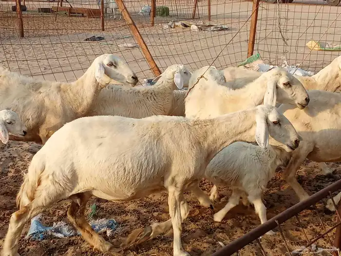 خلفات العدد 5تحتها5 9