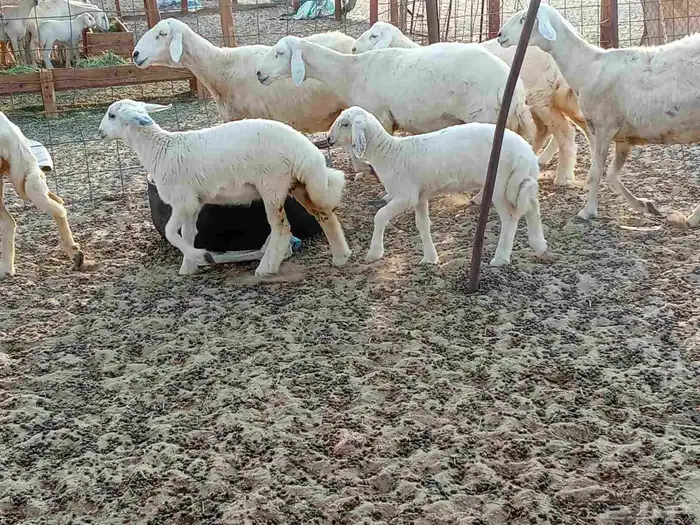 خلفات العدد 5تحتها5 1