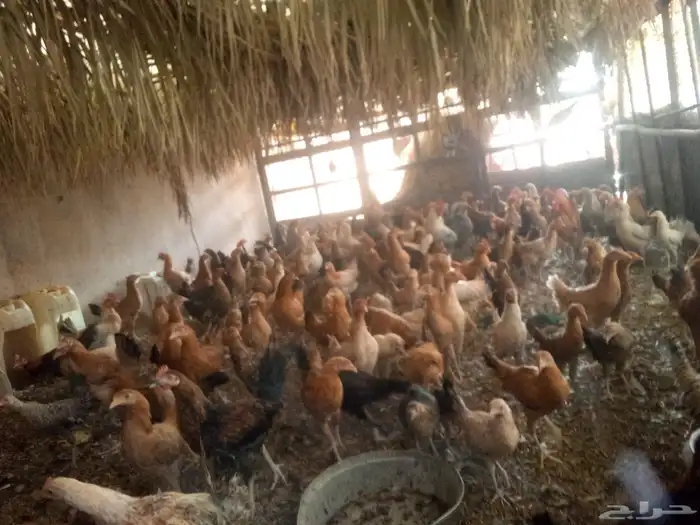 دجاج بياض والحمد لله خالي من الامراض للبيع 1