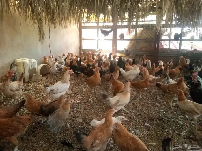 دجاج بياض والحمد لله خالي من الامراض للبيع 0