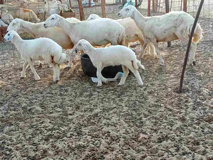 خلفات العدد 5تحتها5 8