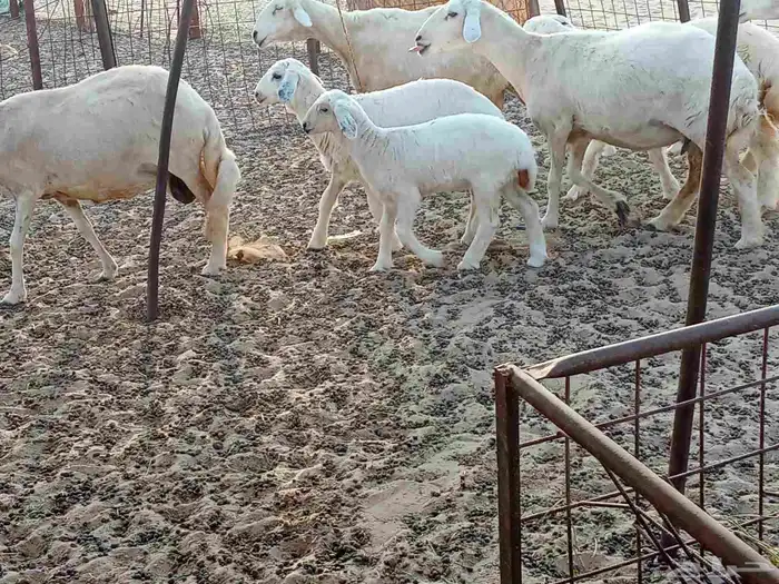 خلفات العدد 5تحتها5 6