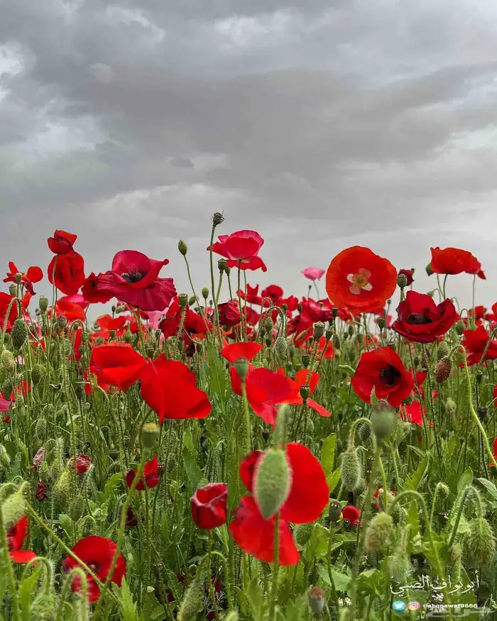 عرض خاص رقم 2 - بذور ازهار الربيع البرية 0