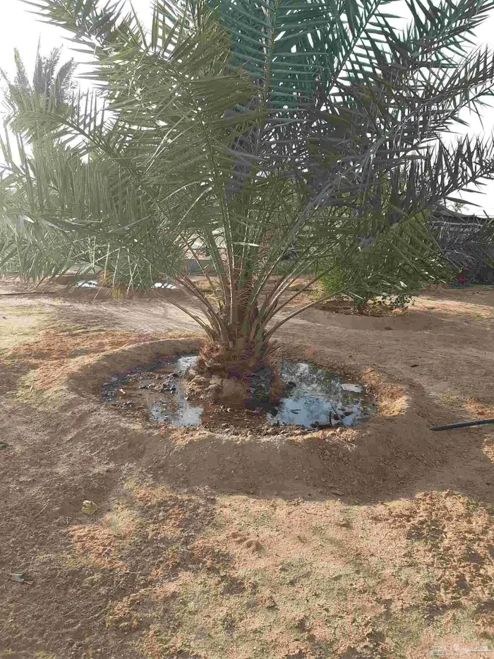 نخل فسائل كبيرة مثمرة وجثايث ونقايل 5