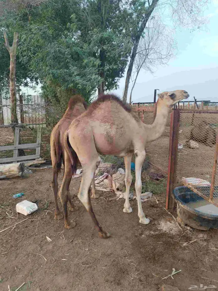 2 قعدان لبنيه 1