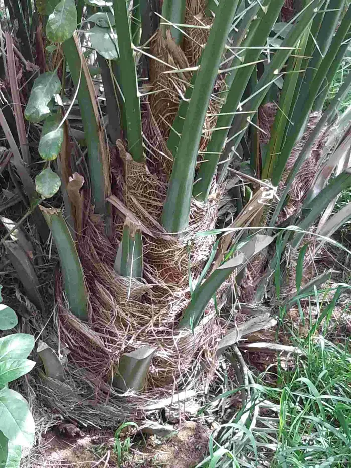 نخل فسائل كبيرة مثمرة وجثايث ونقايل 3