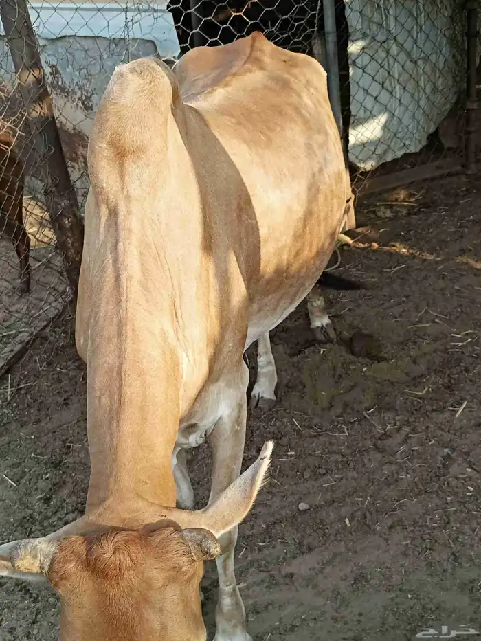 بقرة للبيع 1