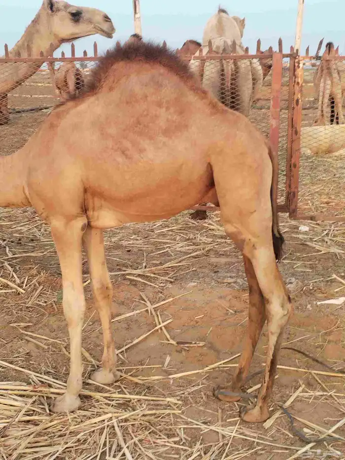 2 قعدان لبنيه 8