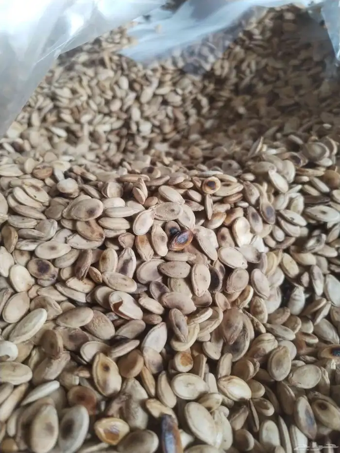 زعقاء بلدي 0