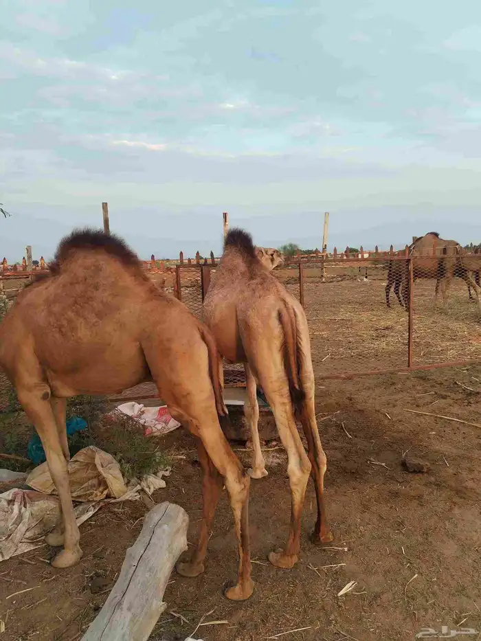 2 قعدان لبنيه 4