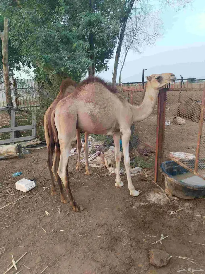 2 قعدان لبنيه 0