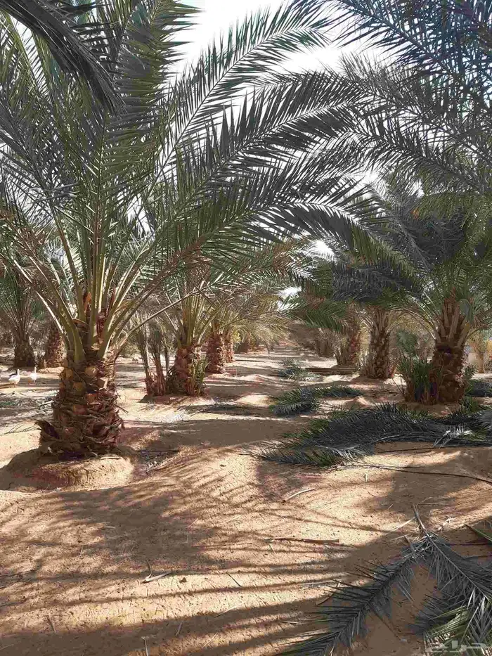 نخل فسائل كبيرة مثمرة وجثايث ونقايل 2