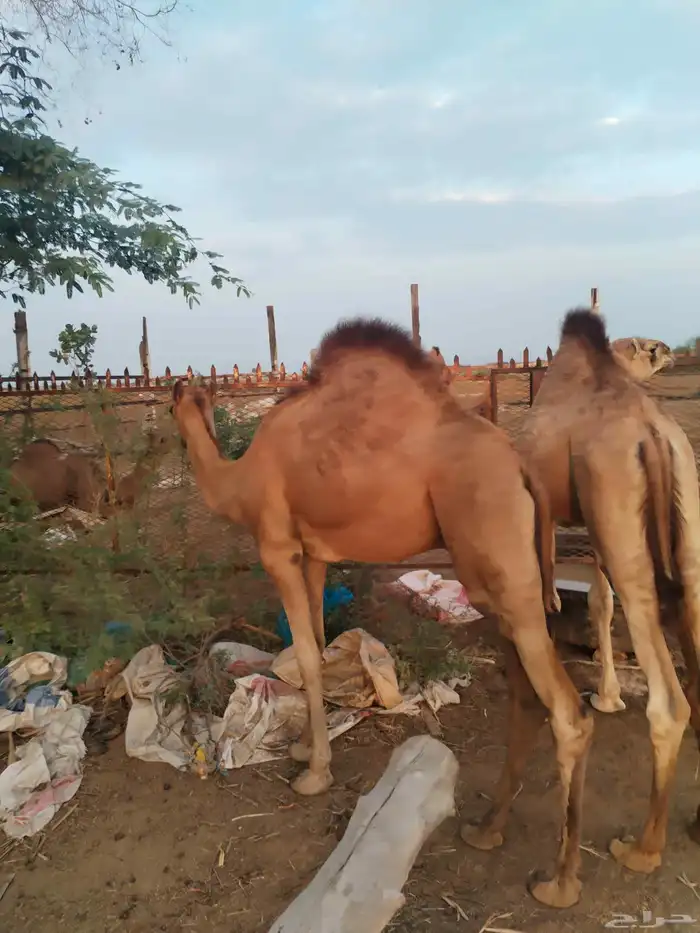 2 قعدان لبنيه 3