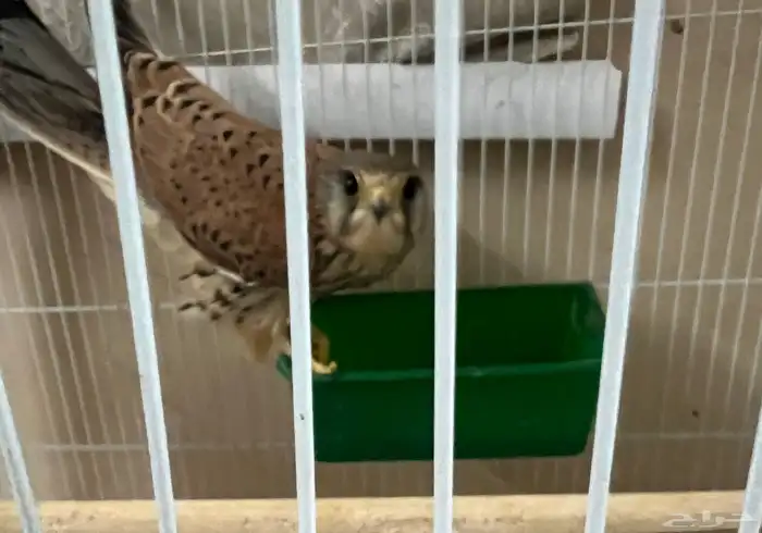 حموق للبيع 0