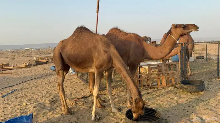 للبيع 2 بكار جذعات ملاقي على وشك تلد 3