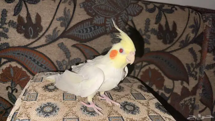 كروان لاتينو عيون حمر 0