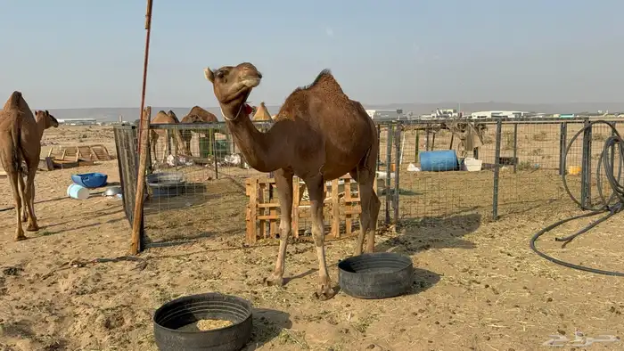 للبيع 2 بكار جذعات ملاقي على وشك تلد 30