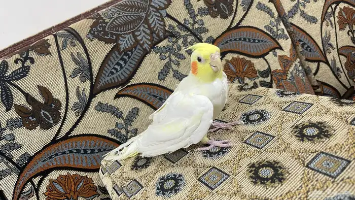 كروان لاتينو عيون حمر 5