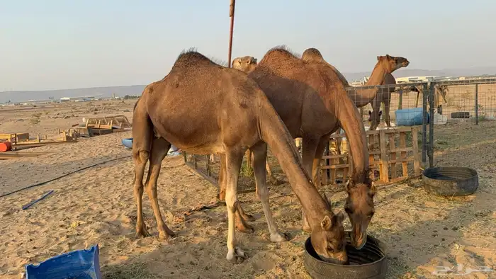 للبيع 2 بكار جذعات ملاقي على وشك تلد 4