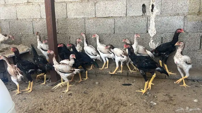 فروخ شامو ياباني 1