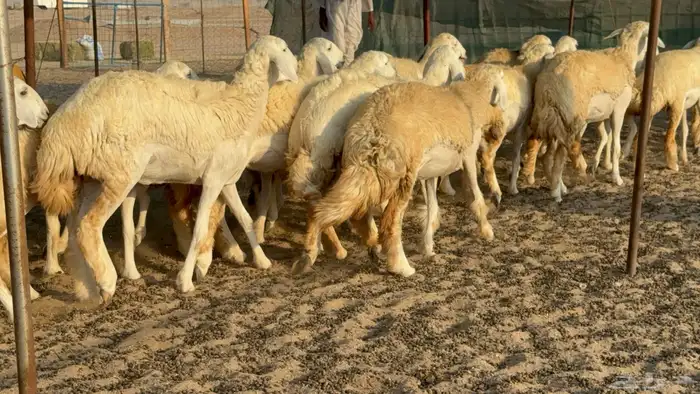 رخال حريات حرش مضاريع عددها 26 10