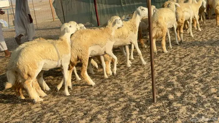 رخال حريات حرش مضاريع عددها 26 19