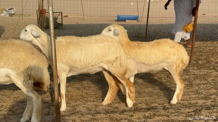 رخال حريات حرش مضاريع عددها 26 5