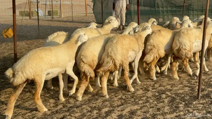 رخال حريات حرش مضاريع عددها 26 14