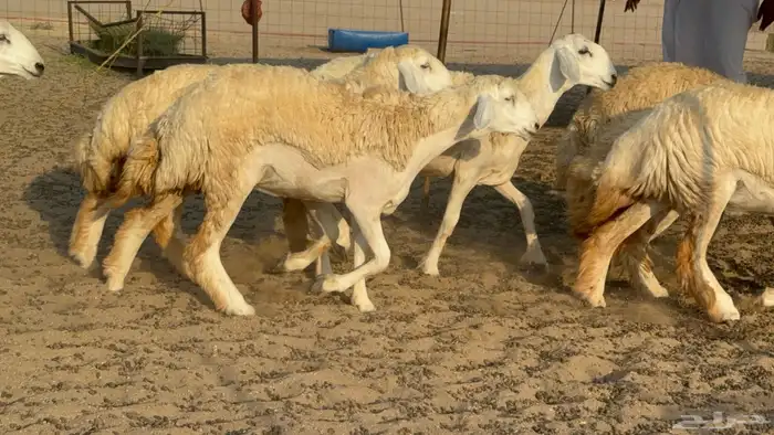 رخال حريات حرش مضاريع عددها 26 0