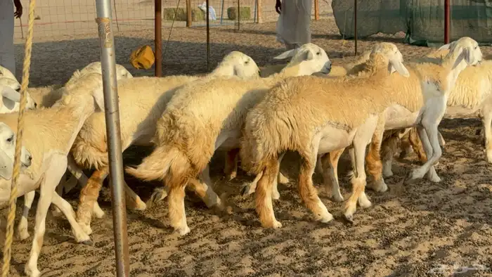 رخال حريات حرش مضاريع عددها 26 12