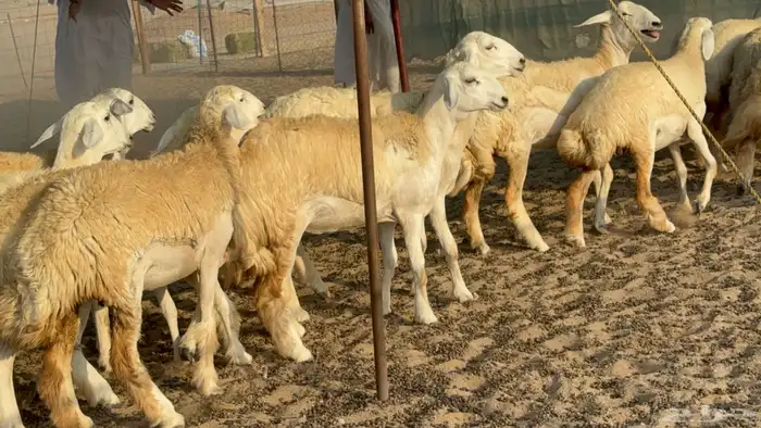 رخال حريات حرش مضاريع عددها 26 2