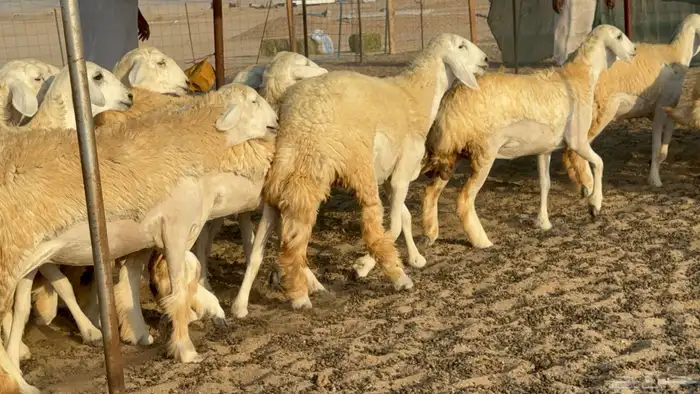 رخال حريات حرش مضاريع عددها 26 8