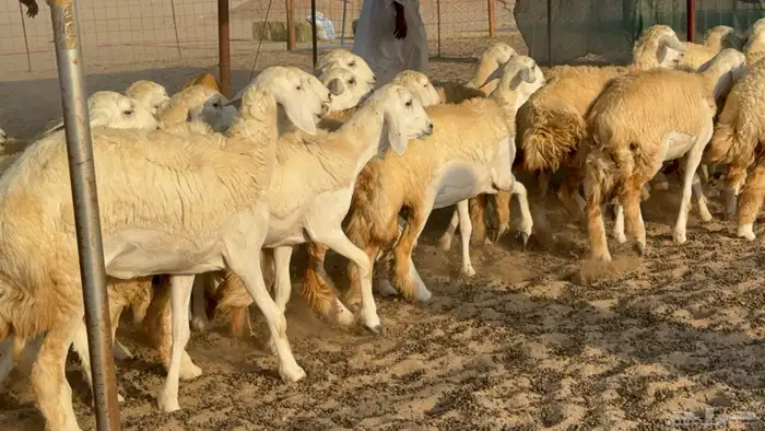 رخال حريات حرش مضاريع عددها 26 6