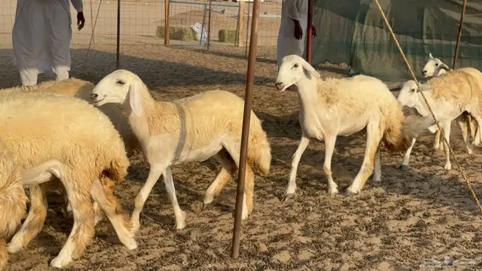 رخال حريات حرش مضاريع عددها 26 1