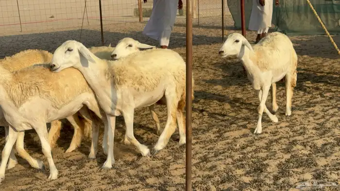 رخال حريات حرش مضاريع عددها 26 22