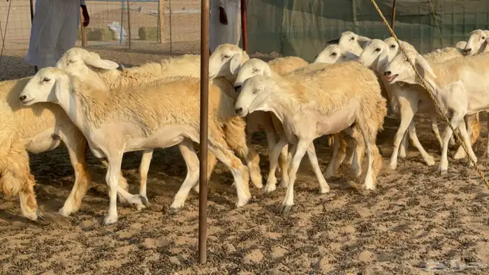 رخال حريات حرش مضاريع عددها 26 17